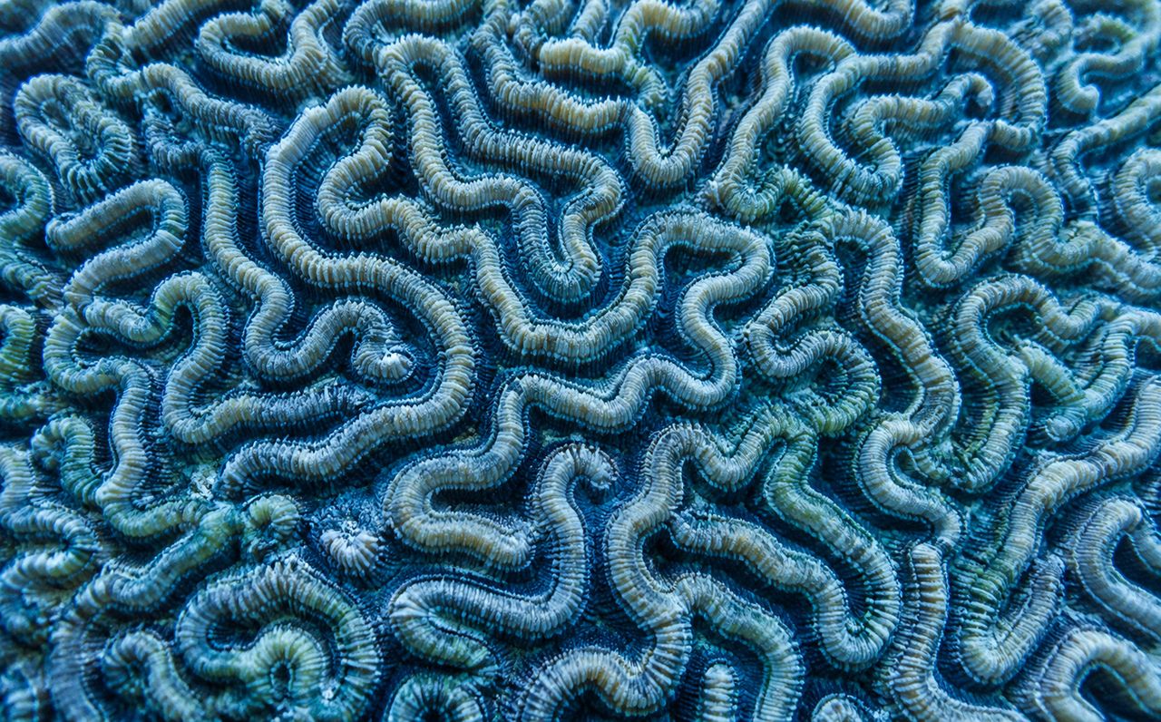Brain coral, macro
