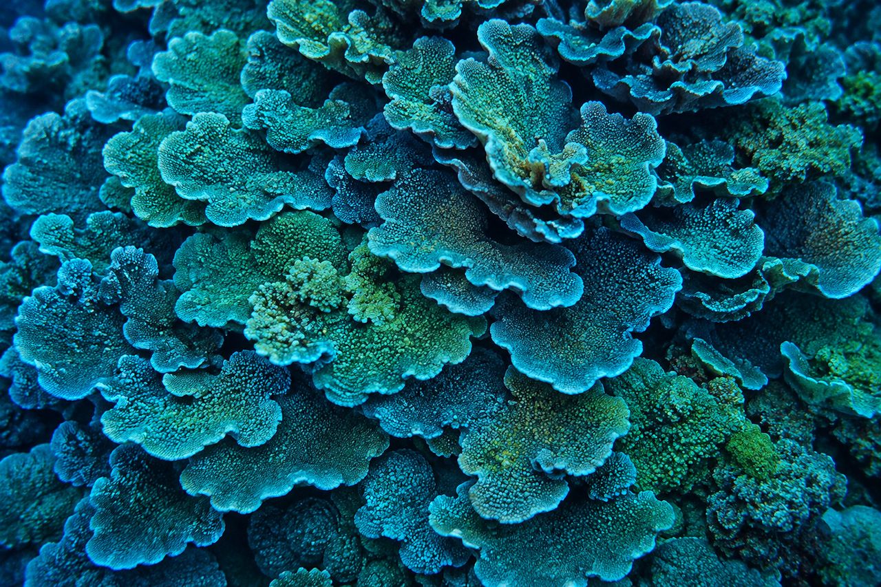 Coral colonies, from above