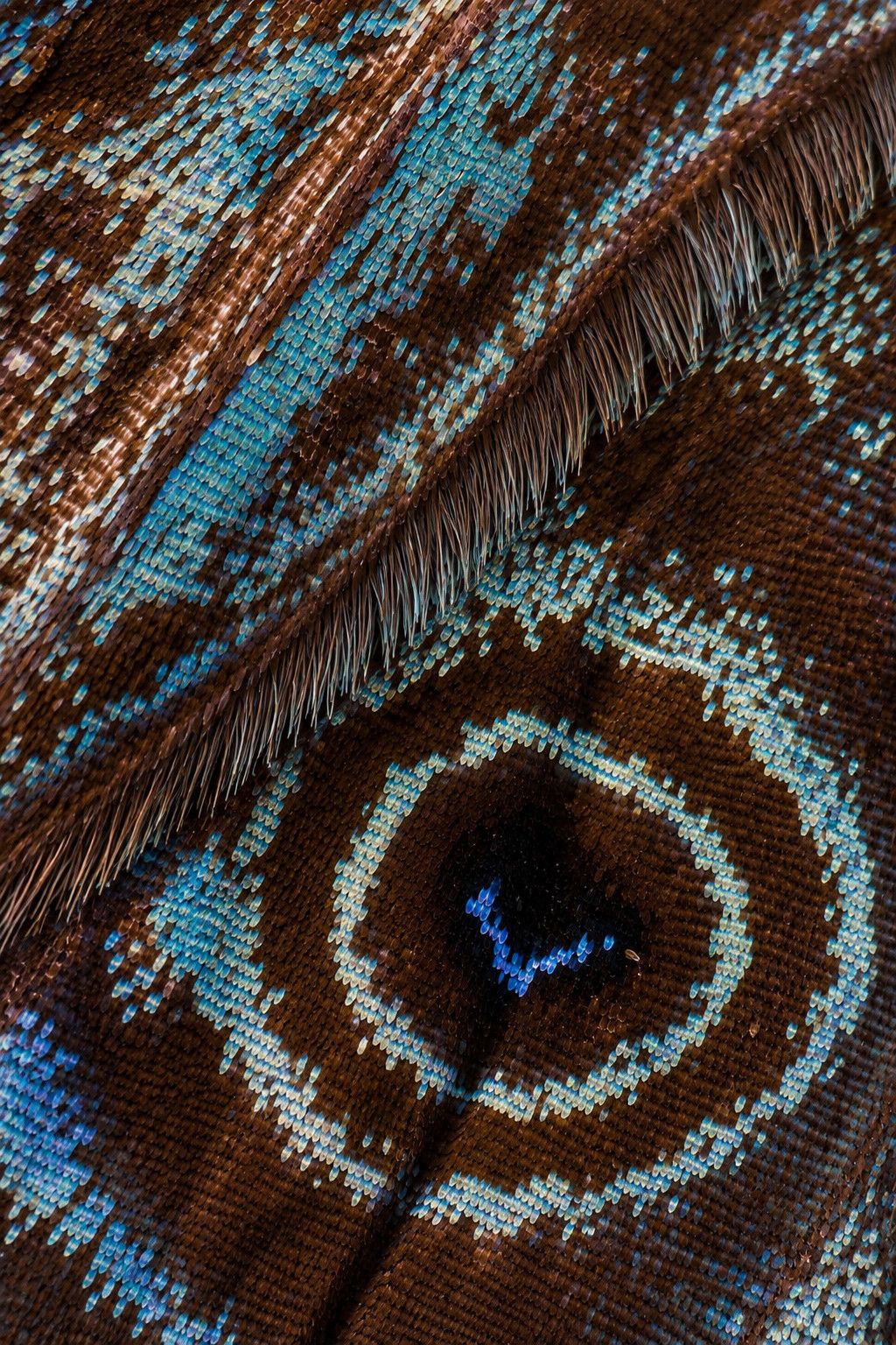 The eyespot of a butterfly wing, macro