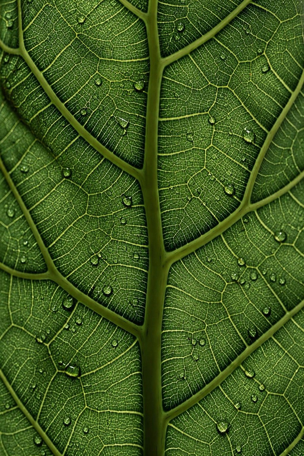 Leaf surface with water droplets, the veins running through it