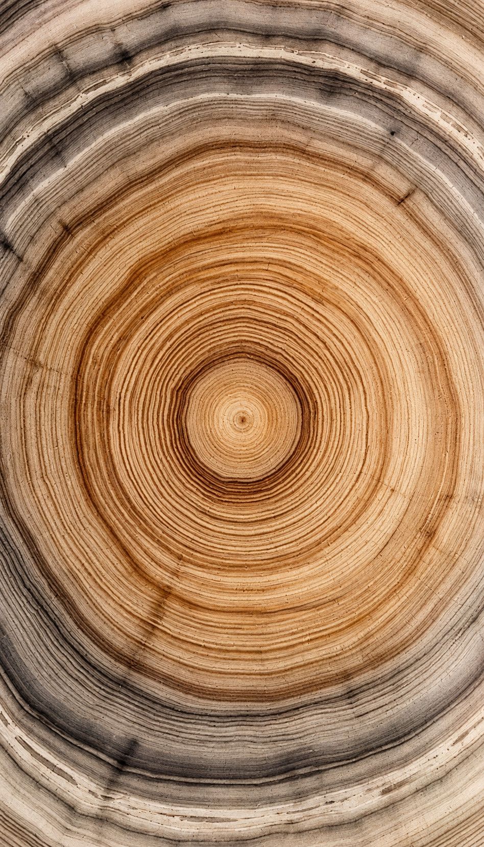 Growth rings in a cross-section of a tree trunk