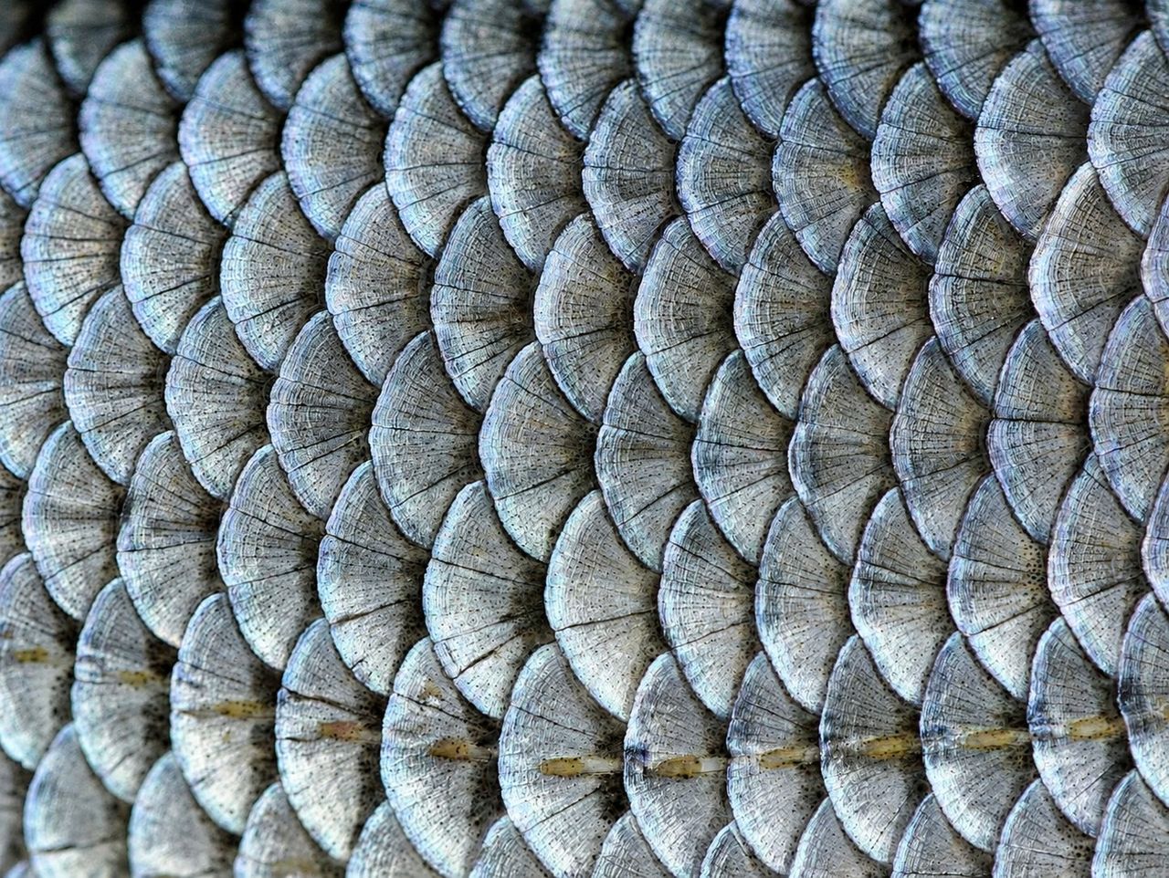 Fish scales, macro