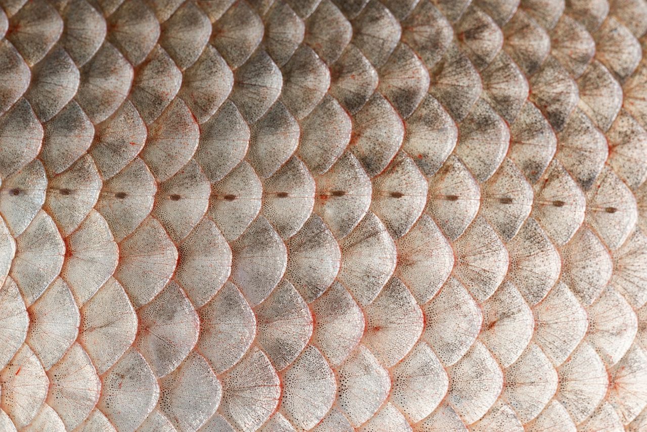 Pale fish scales, macro