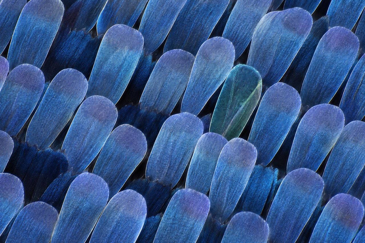 Butterfly wing scales, macro